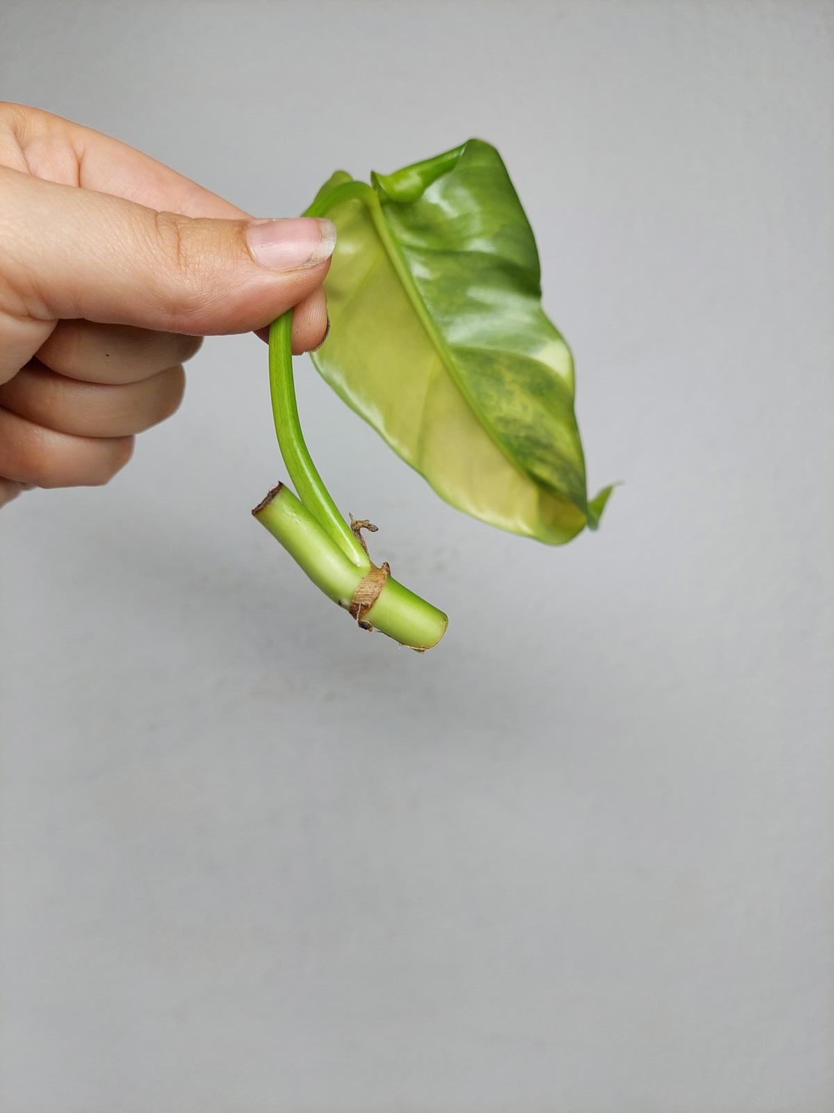 Philodendron Domesticum Variegata Steckling