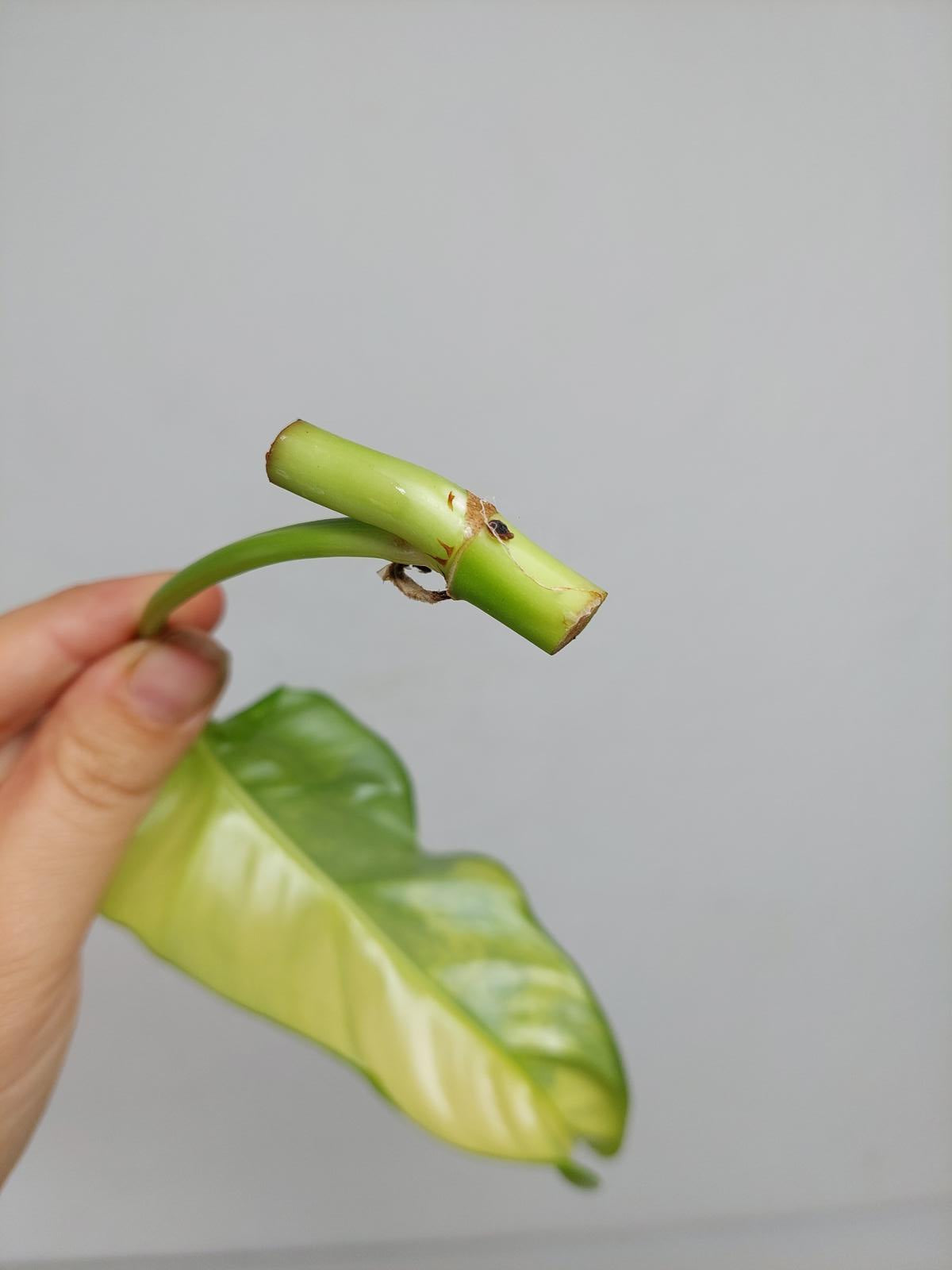 Philodendron Domesticum Variegata Steckling