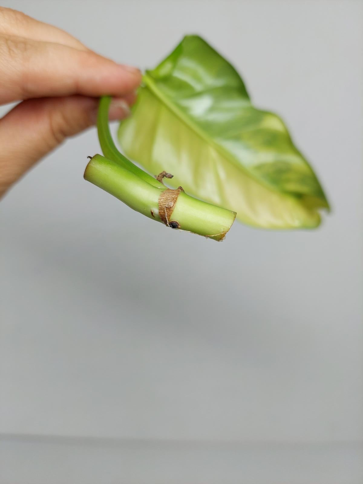 Philodendron Domesticum Variegata Steckling