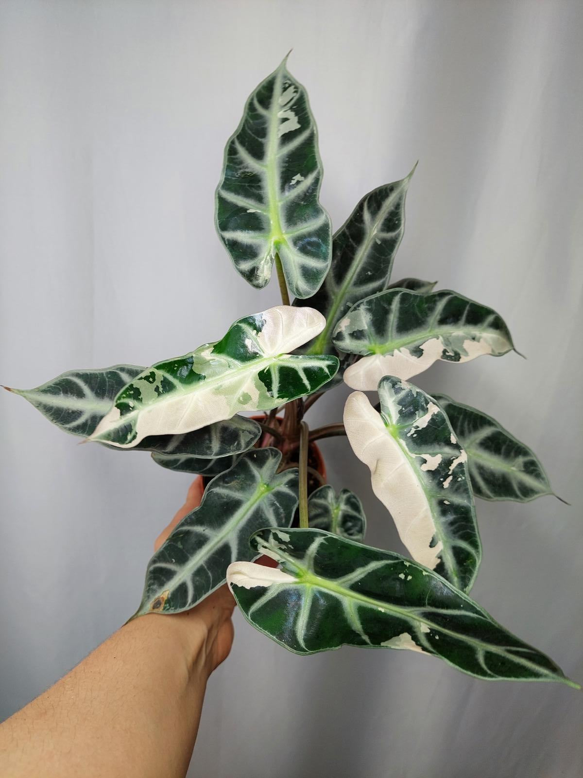 Alocasia Bambino Pink (Rhizom / Bulbe)