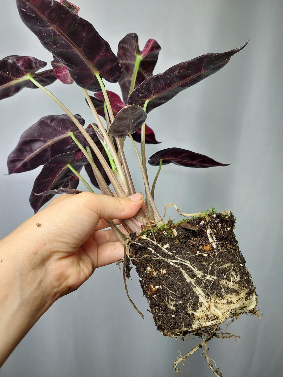 Alocasia Bambino Pink (Rhizom / Bulbe)