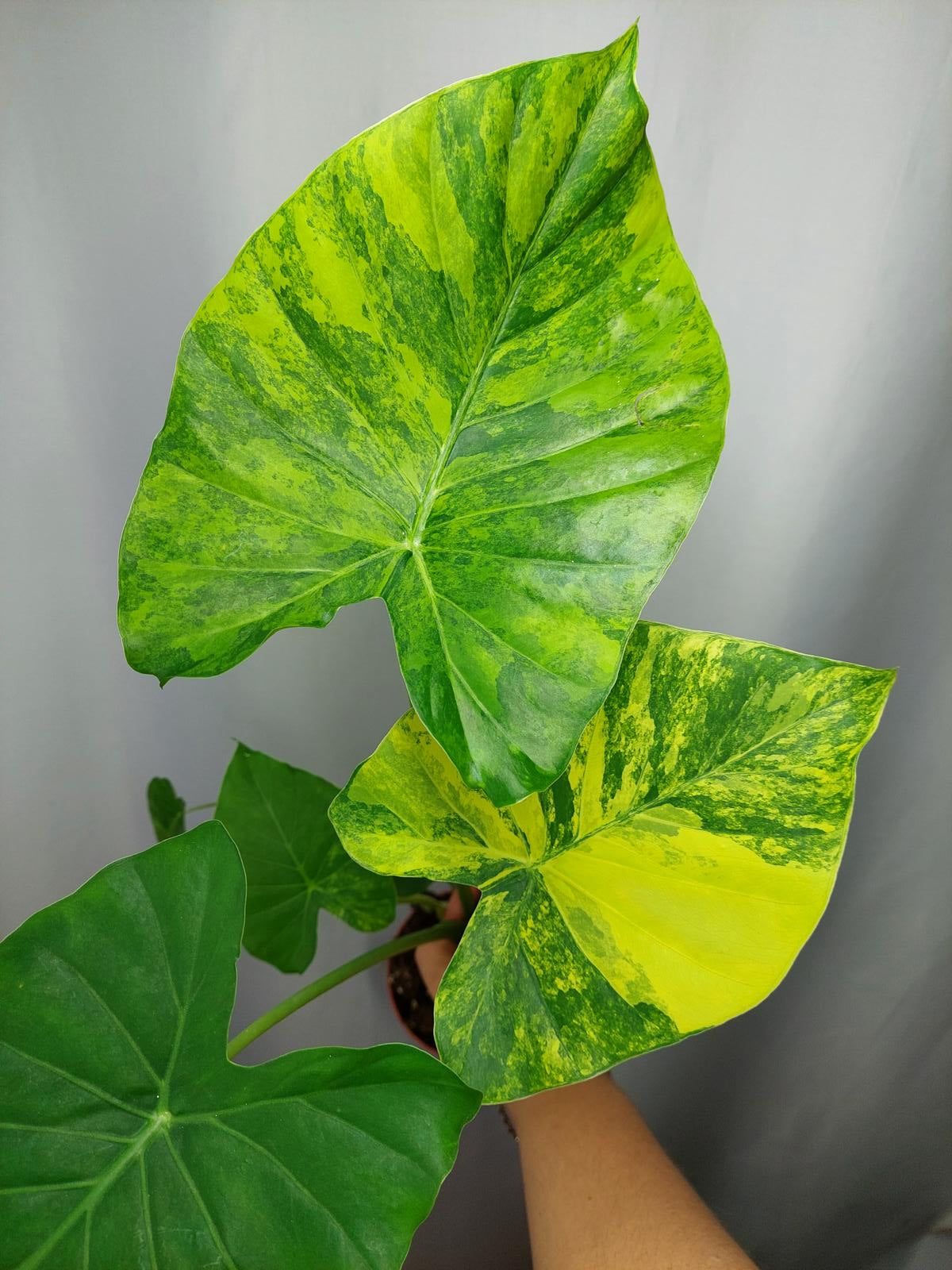 Alocasia Gageana Aurea (Rhizom / Bulbe)