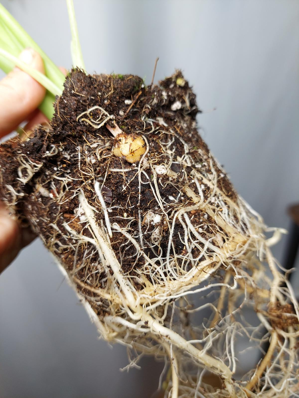 Alocasia Gageana Aurea (Rhizom / Bulbe)