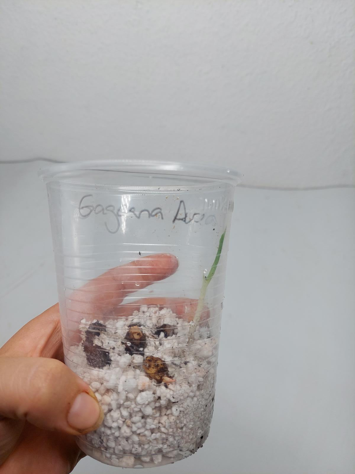 Alocasia Gageana Aurea (Rhizom / Bulbe)