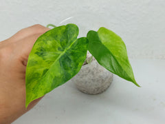 Alocasia Gageana Aurea Variegata