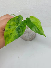 Alocasia Gageana Aurea Variegata