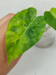 Alocasia Gageana Aurea Variegata