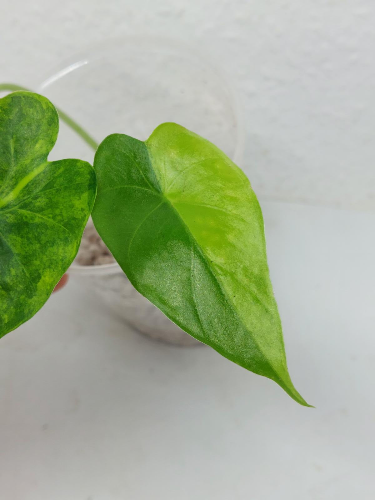 Alocasia Gageana Aurea Variegata