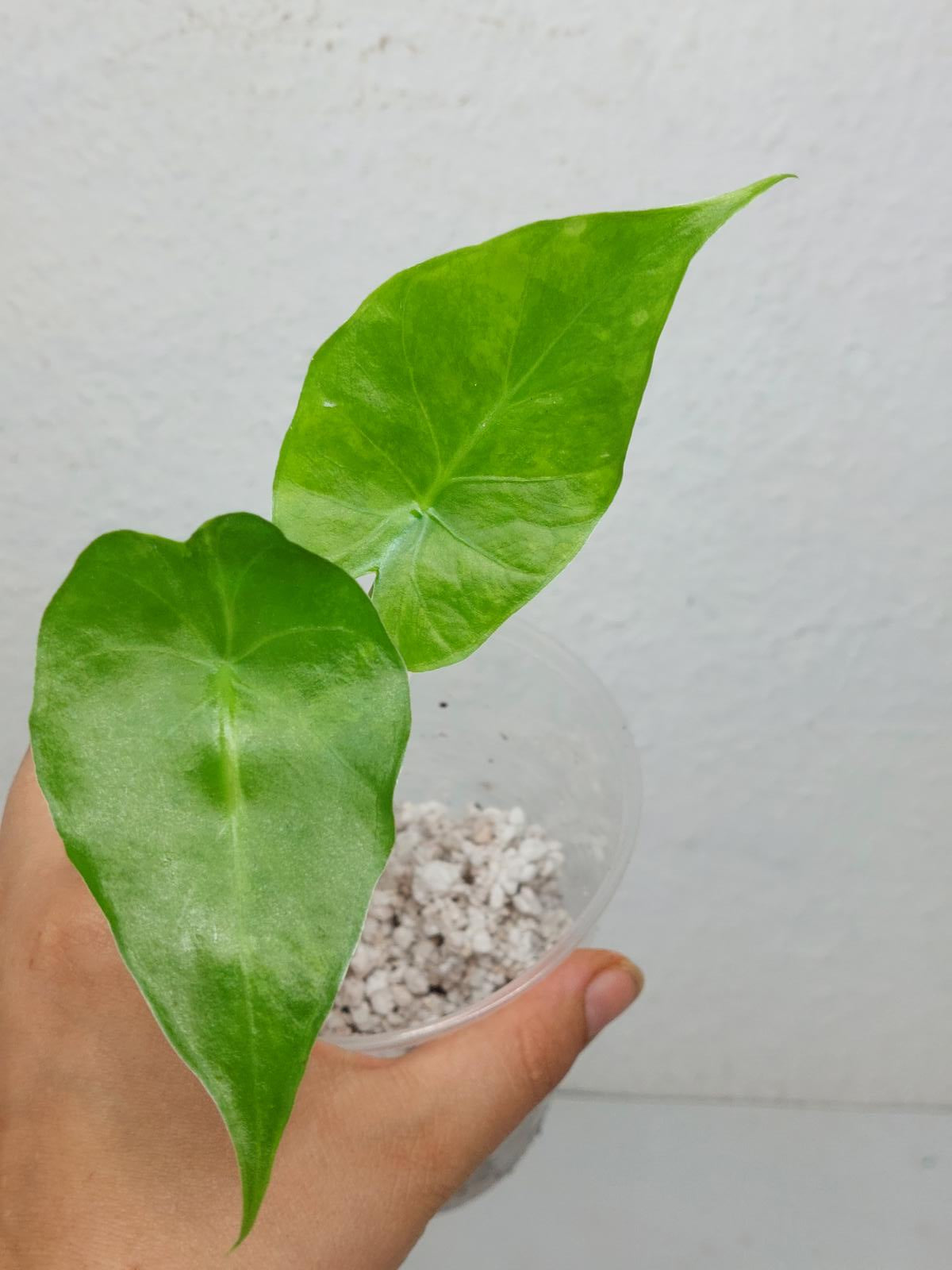 Alocasia Gageana Aurea Variegata