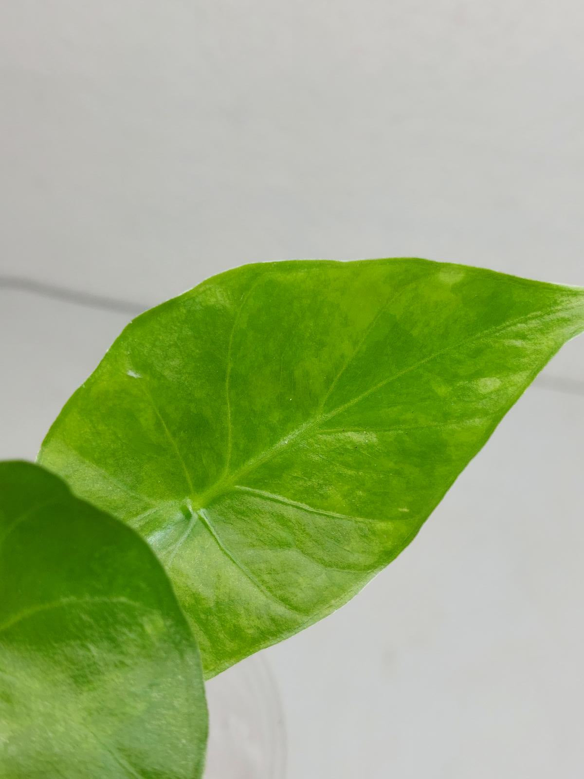 Alocasia Gageana Aurea Variegata