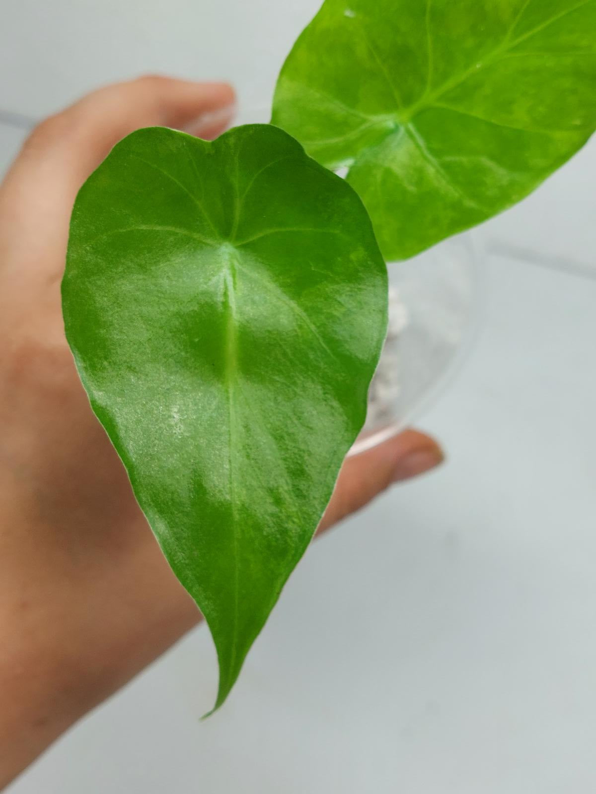 Alocasia Gageana Aurea Variegata