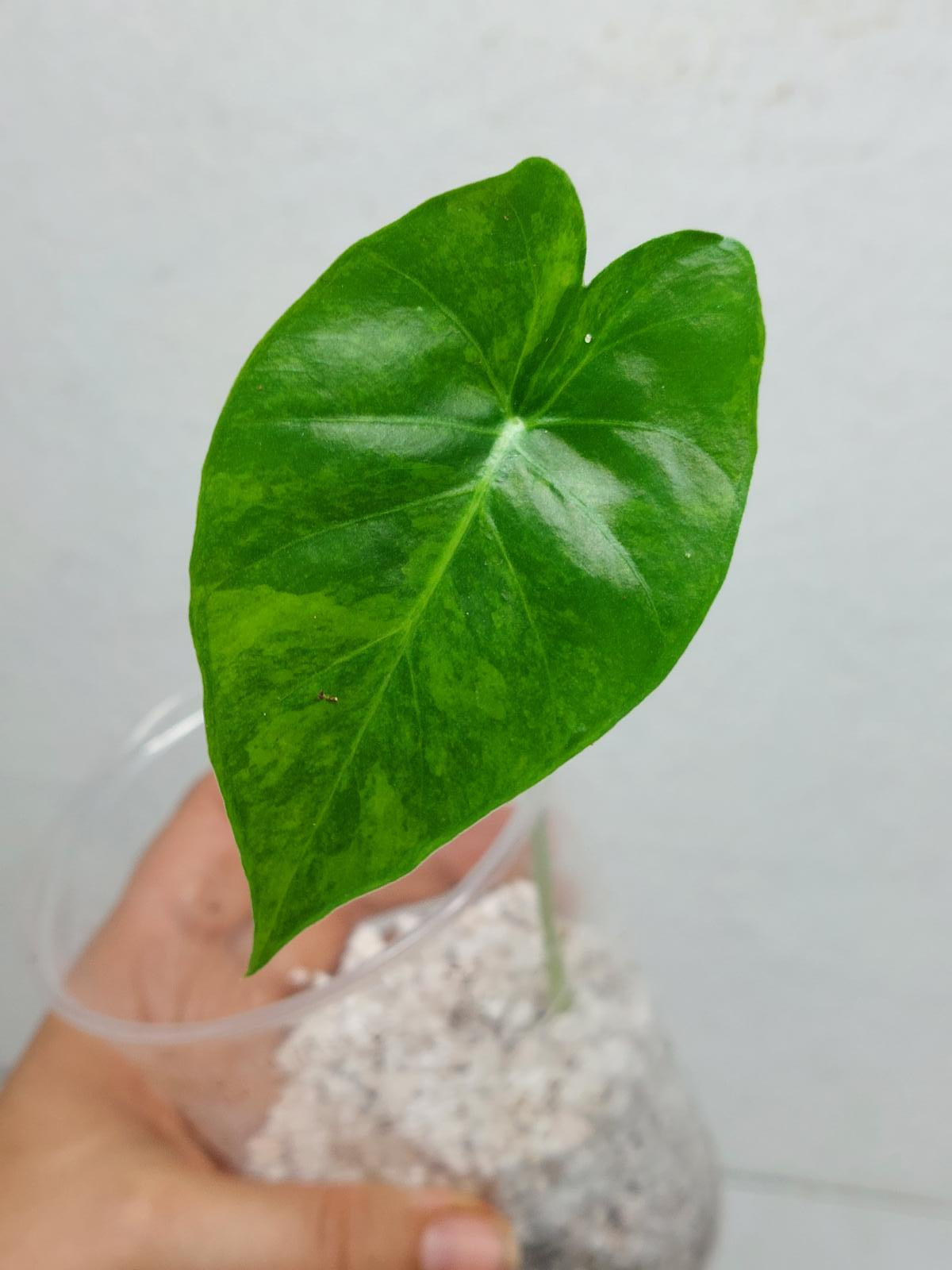 Alocasia Gageana Aurea Variegata