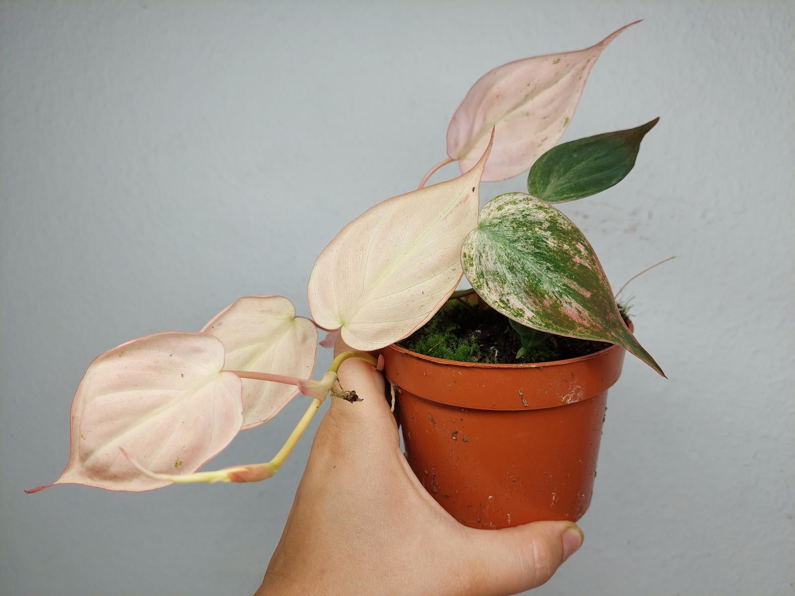 Philodendron Micans Pink Variegata