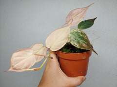 Philodendron Micans Pink Variegata