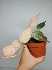 Philodendron Micans Pink Variegata