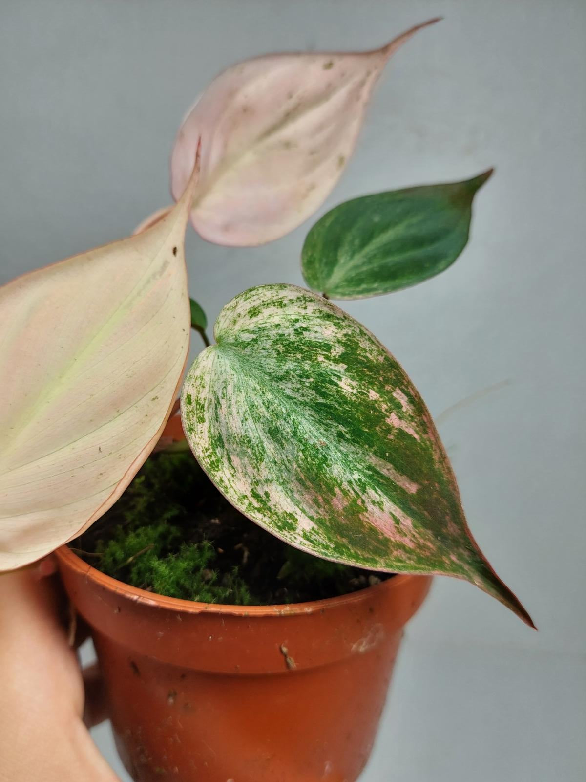 Philodendron Micans Pink Variegata