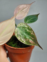 Philodendron Micans Pink Variegata