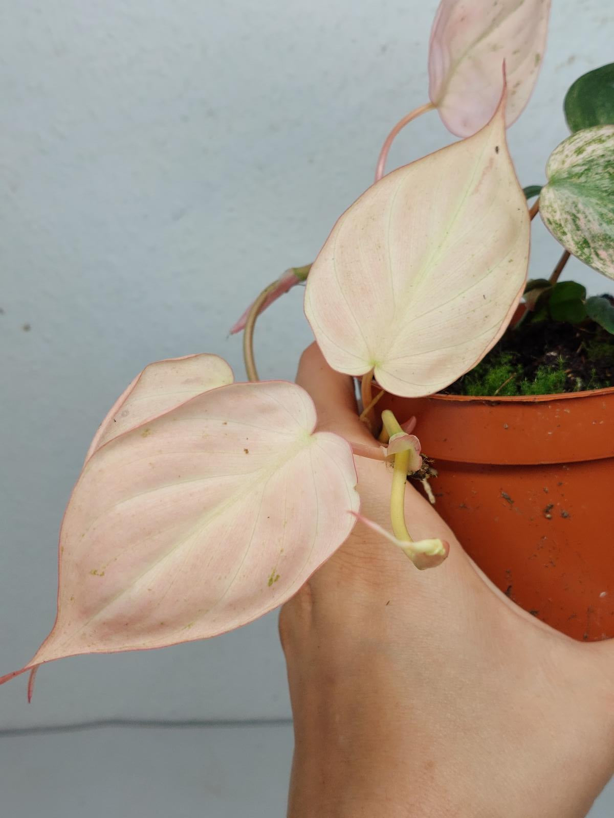 Philodendron Micans Pink Variegata
