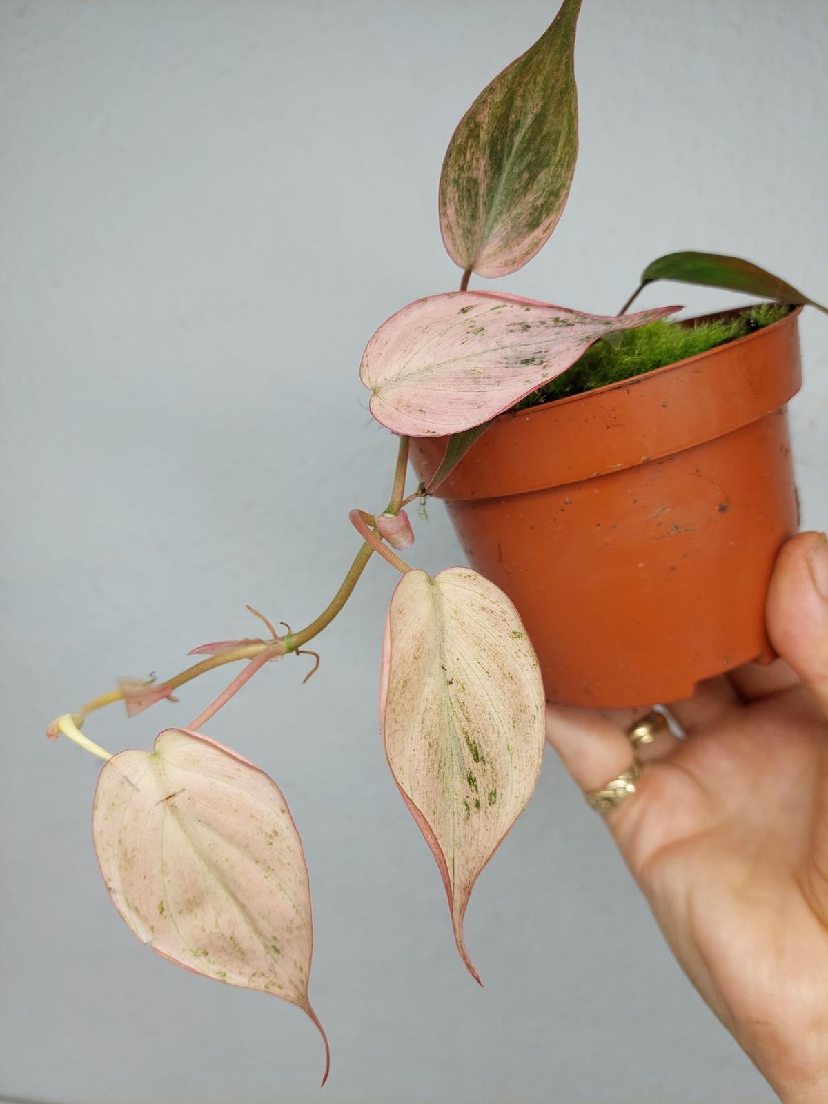 Philodendron Micans Pink Variegata
