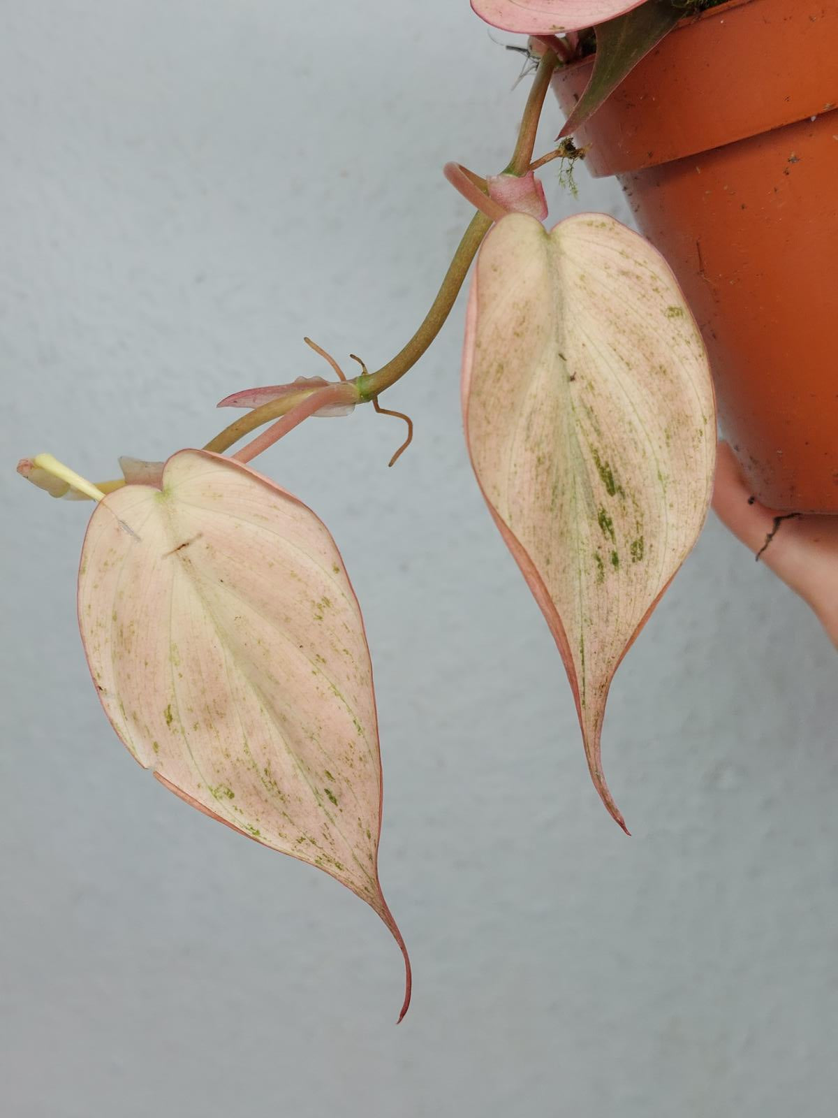 Philodendron Micans Pink Variegata