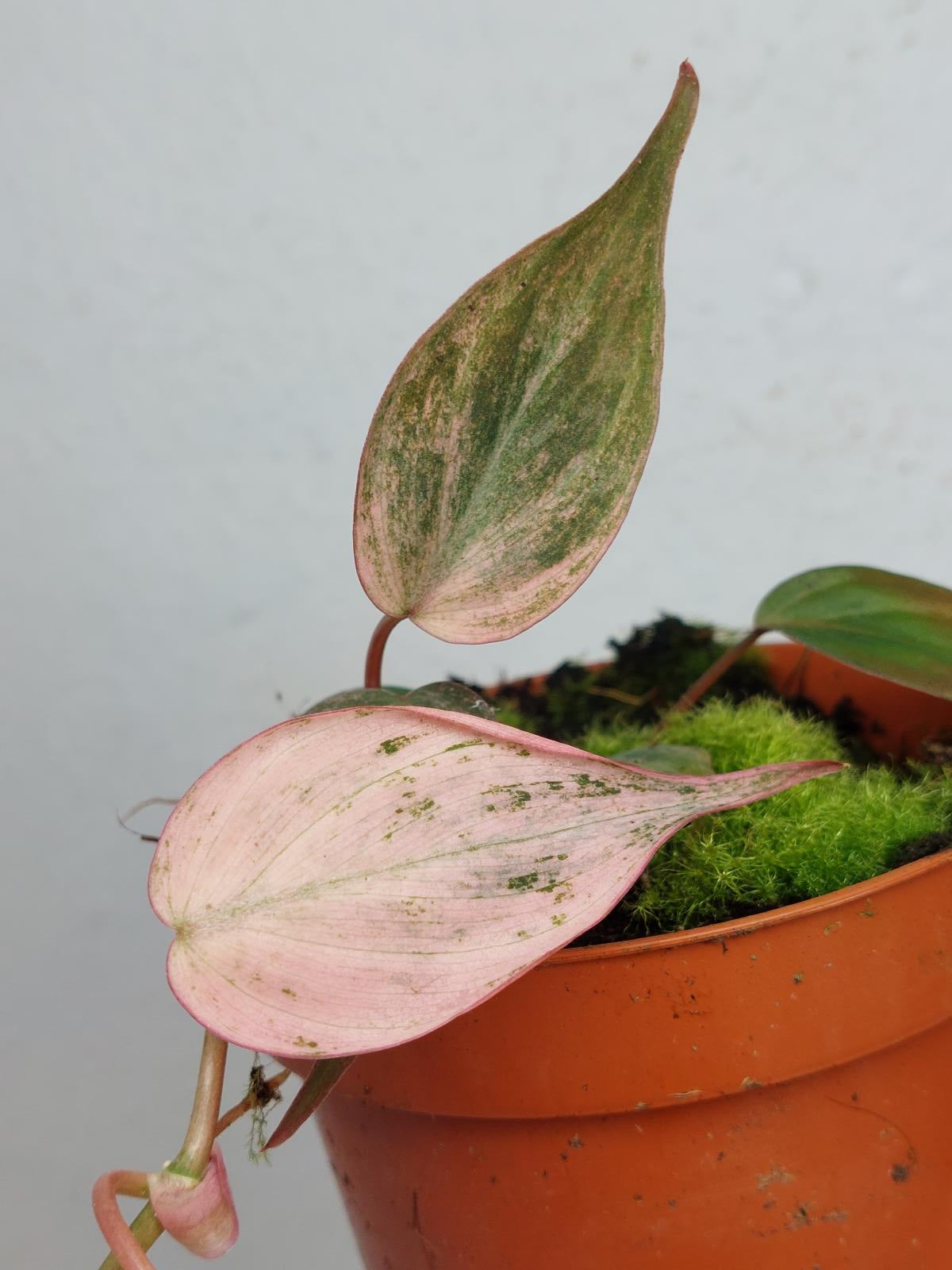Philodendron Micans Pink Variegata