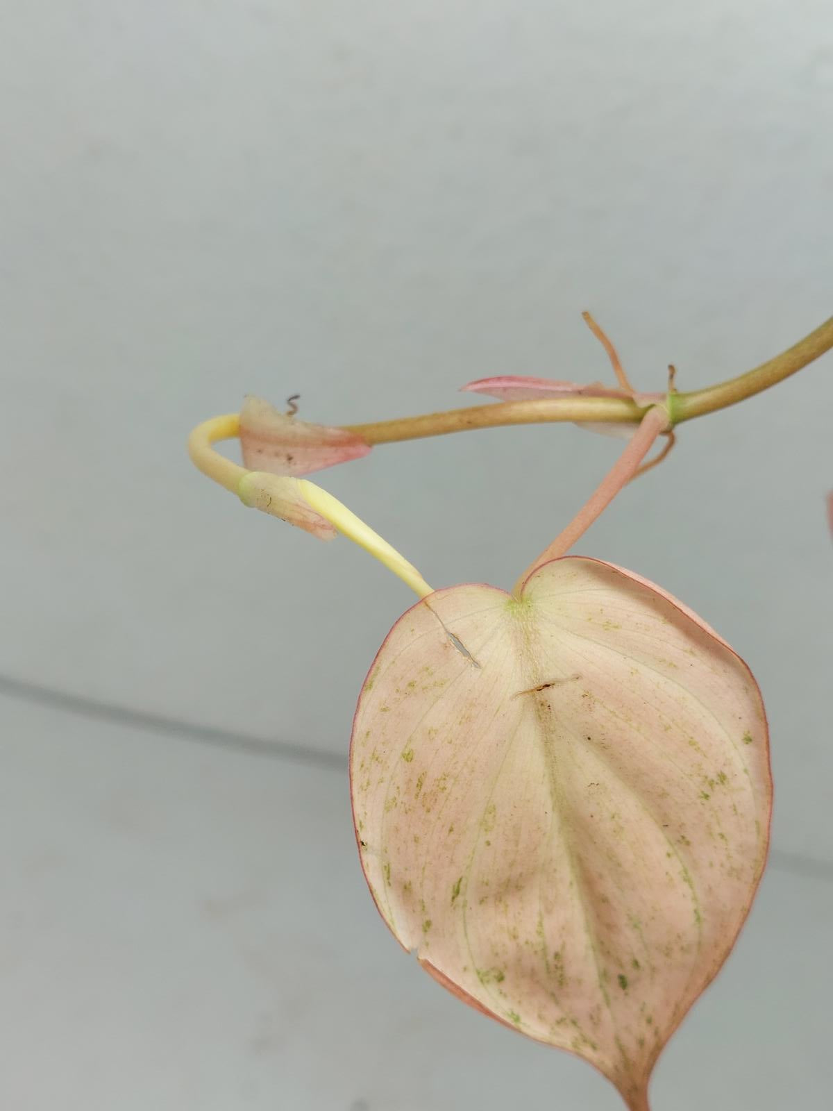 Philodendron Micans Pink Variegata