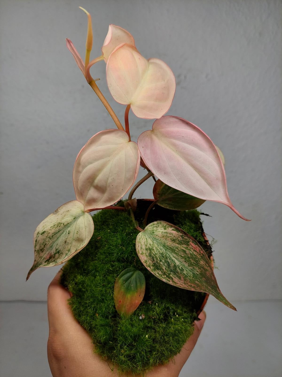 Philodendron Micans Pink Variegata