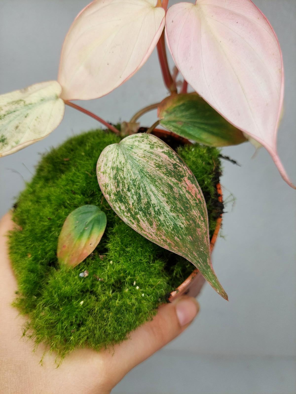 Philodendron Micans Pink Variegata