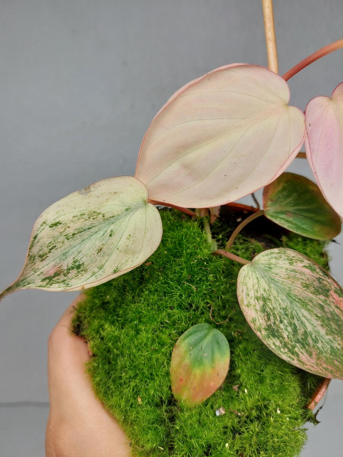 Philodendron Micans Pink Variegata