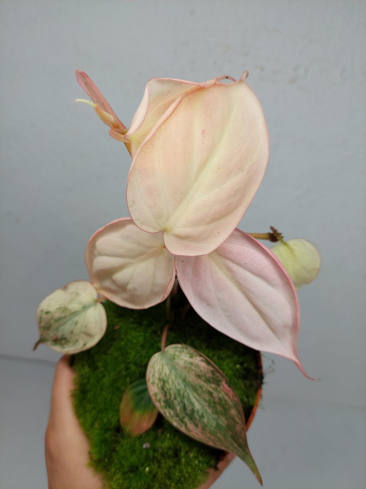 Philodendron Micans Pink Variegata