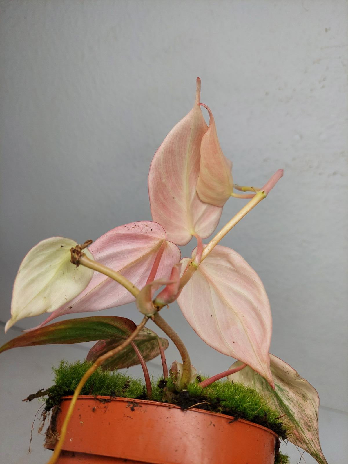 Philodendron Micans Pink Variegata