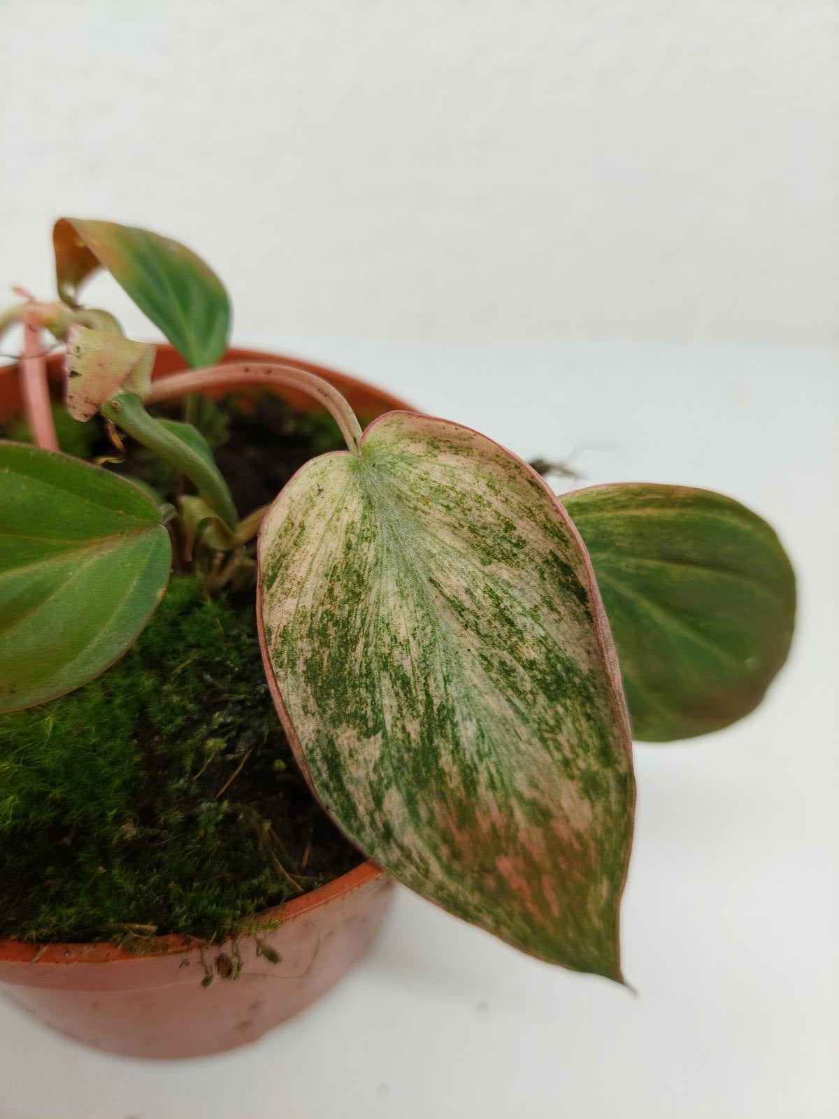 Philodendron Micans Pink Variegata