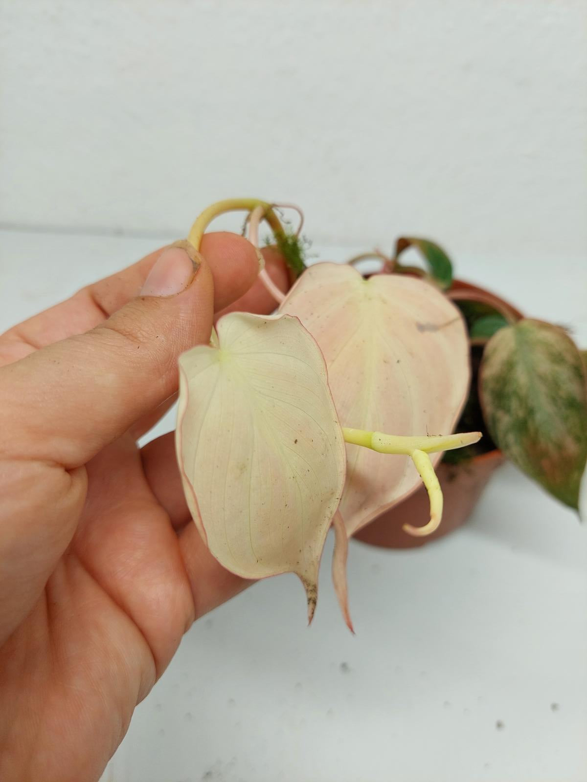 Philodendron Micans Pink Variegata