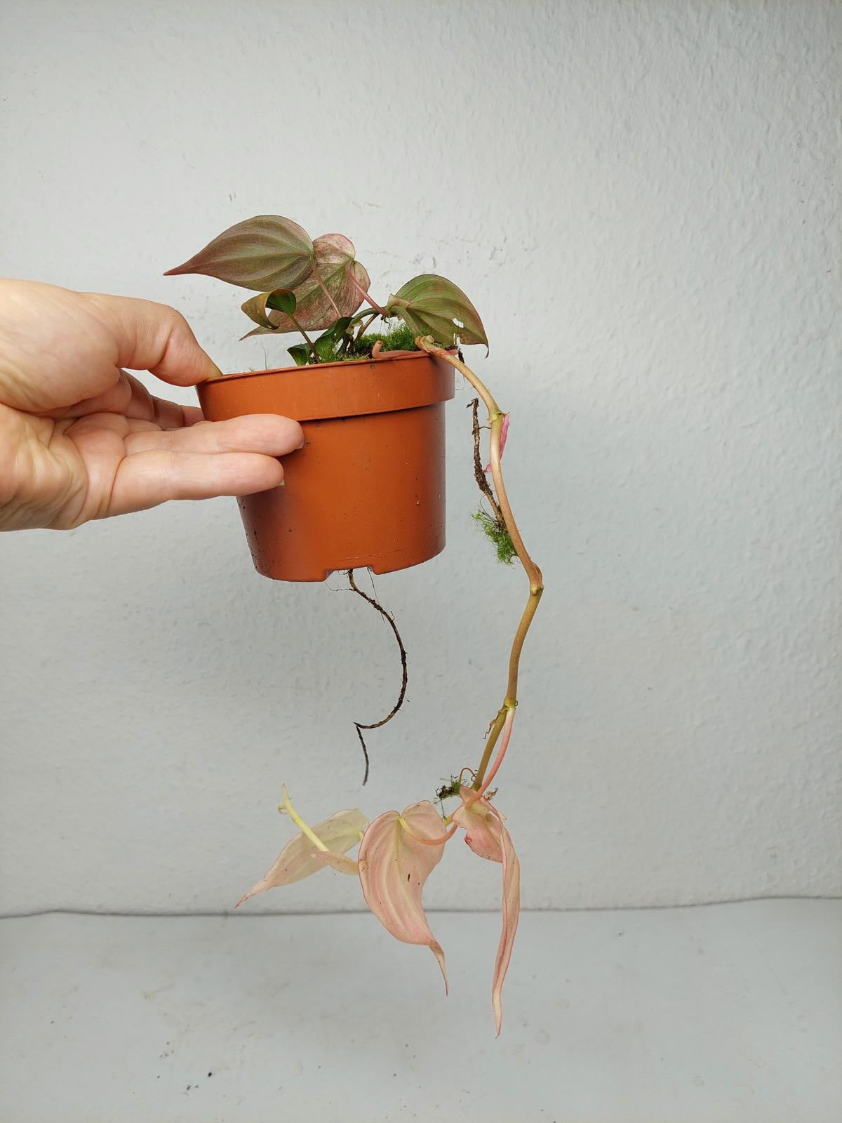 Philodendron Micans Pink Variegata
