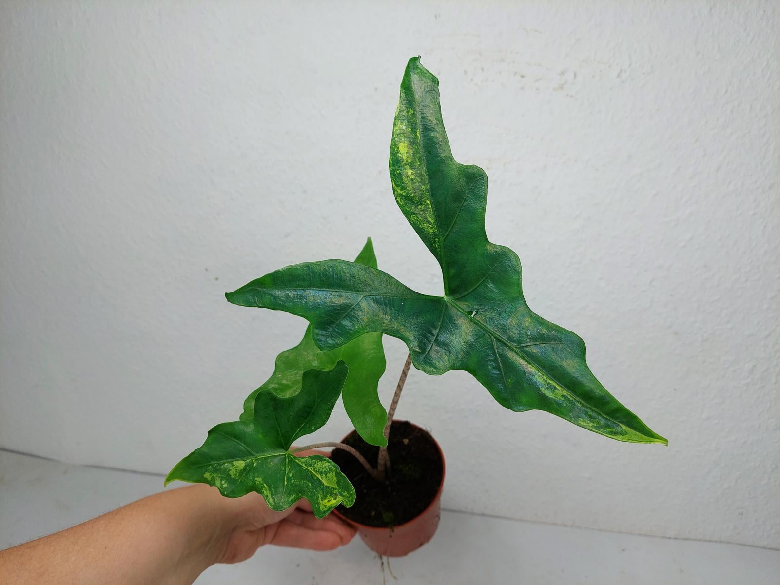 Alocasia Batwing Aurea