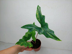 Alocasia Batwing Aurea