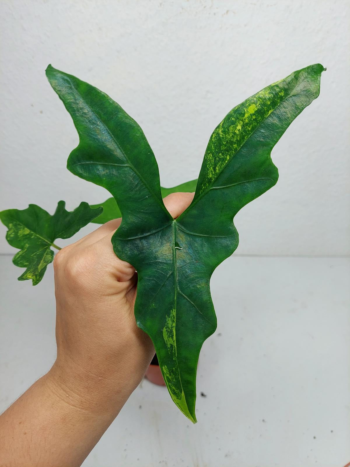 Alocasia Batwing Aurea
