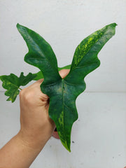 Alocasia Batwing Aurea