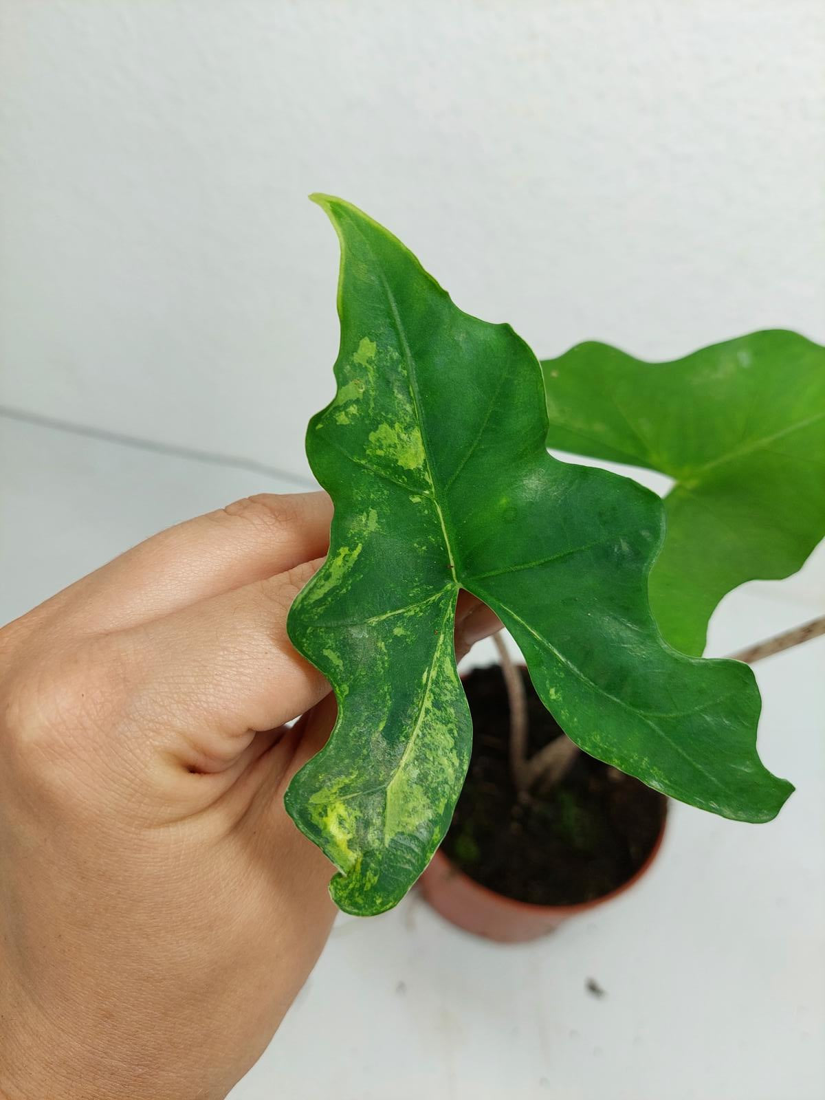 Alocasia Batwing Aurea