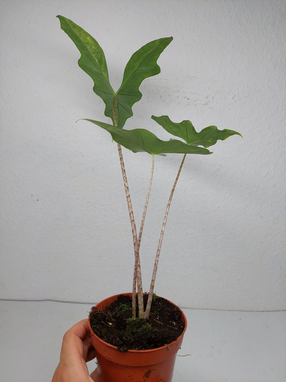 Alocasia Batwing Aurea