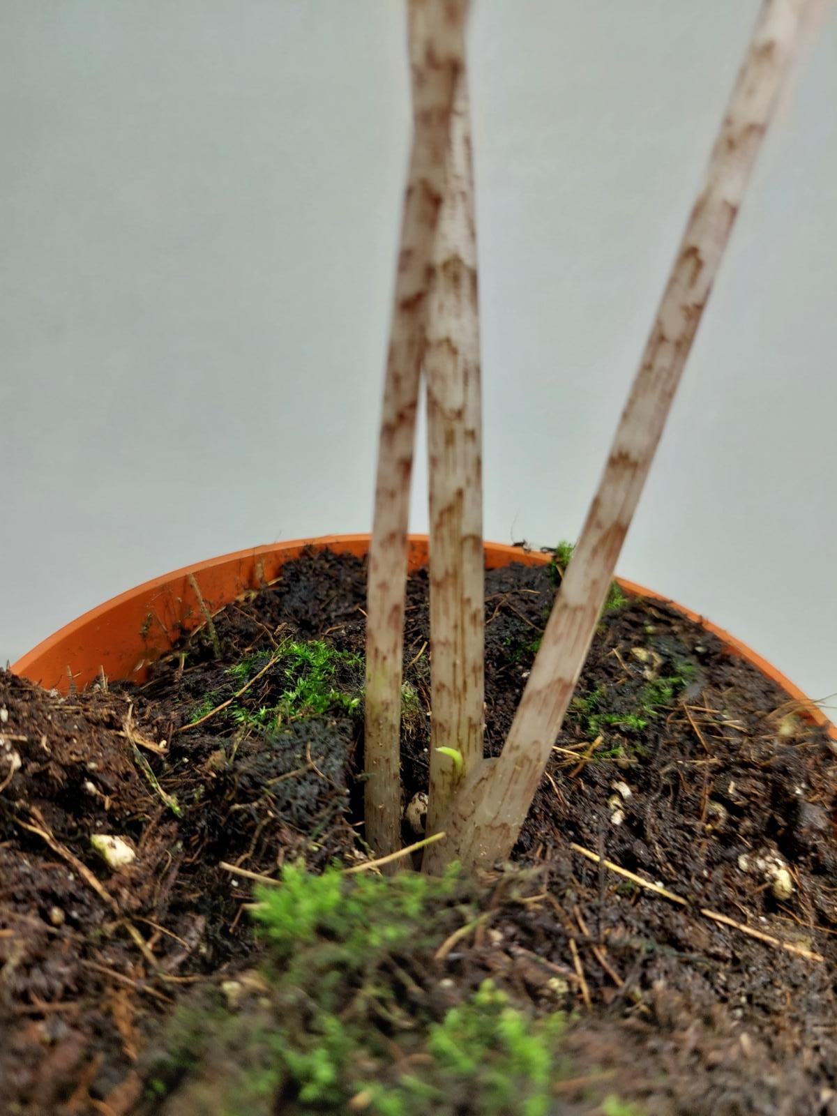 Alocasia Batwing Aurea