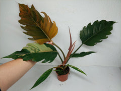 Philodendron Caramel Marble Variegata