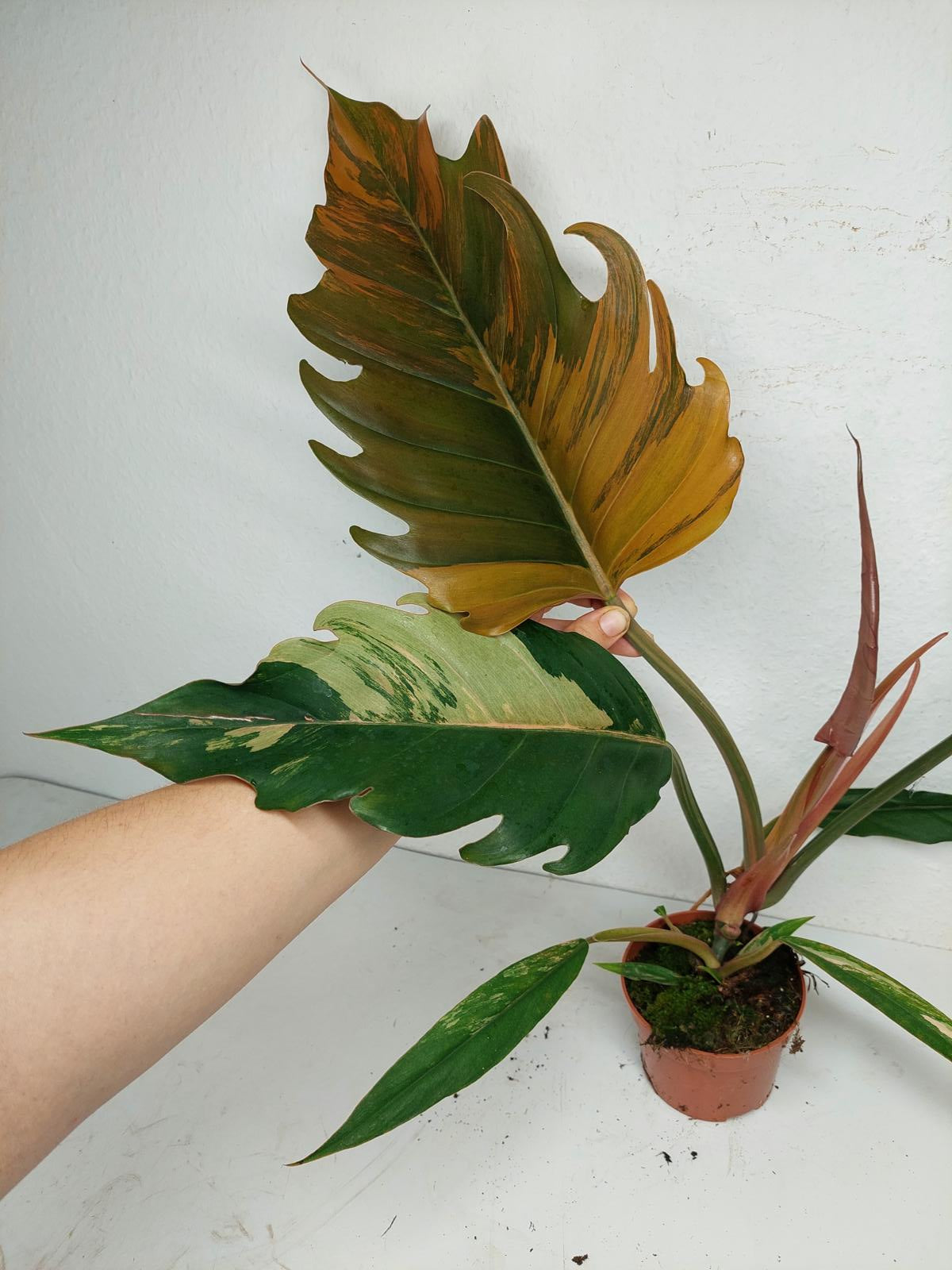 Philodendron Caramel Marble Variegata
