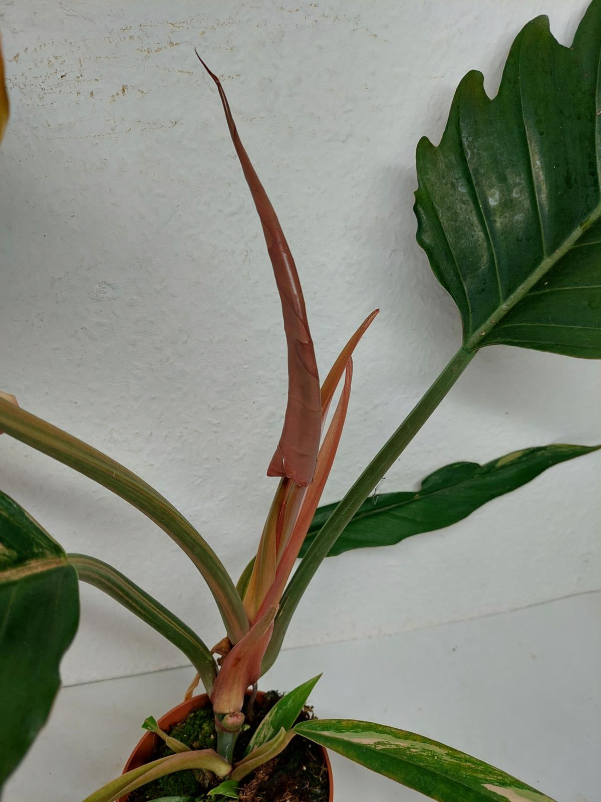 Philodendron Caramel Marble Variegata