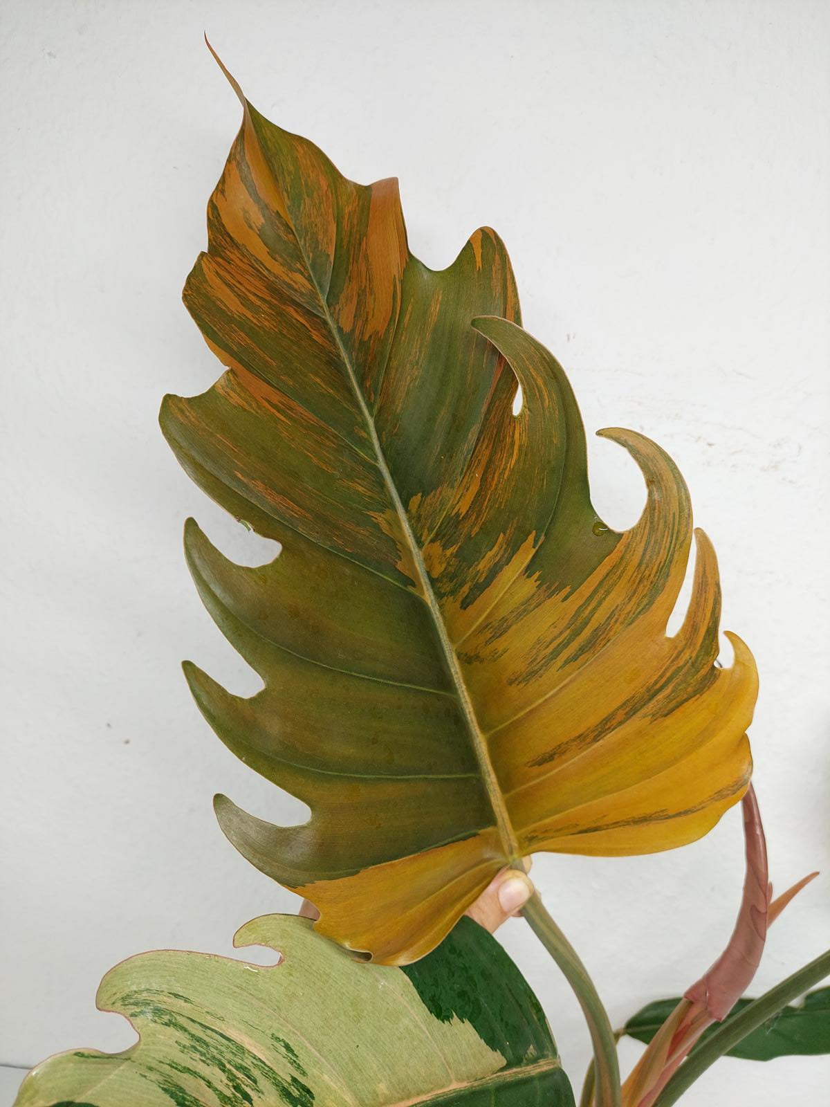 Philodendron Caramel Marble Variegata