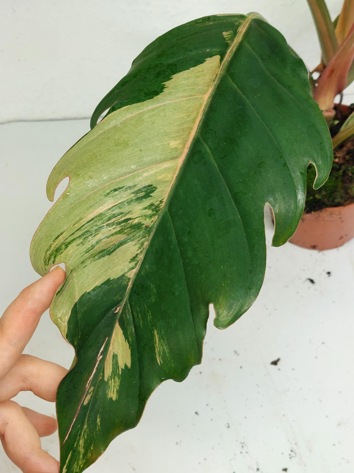 Philodendron Caramel Marble Variegata