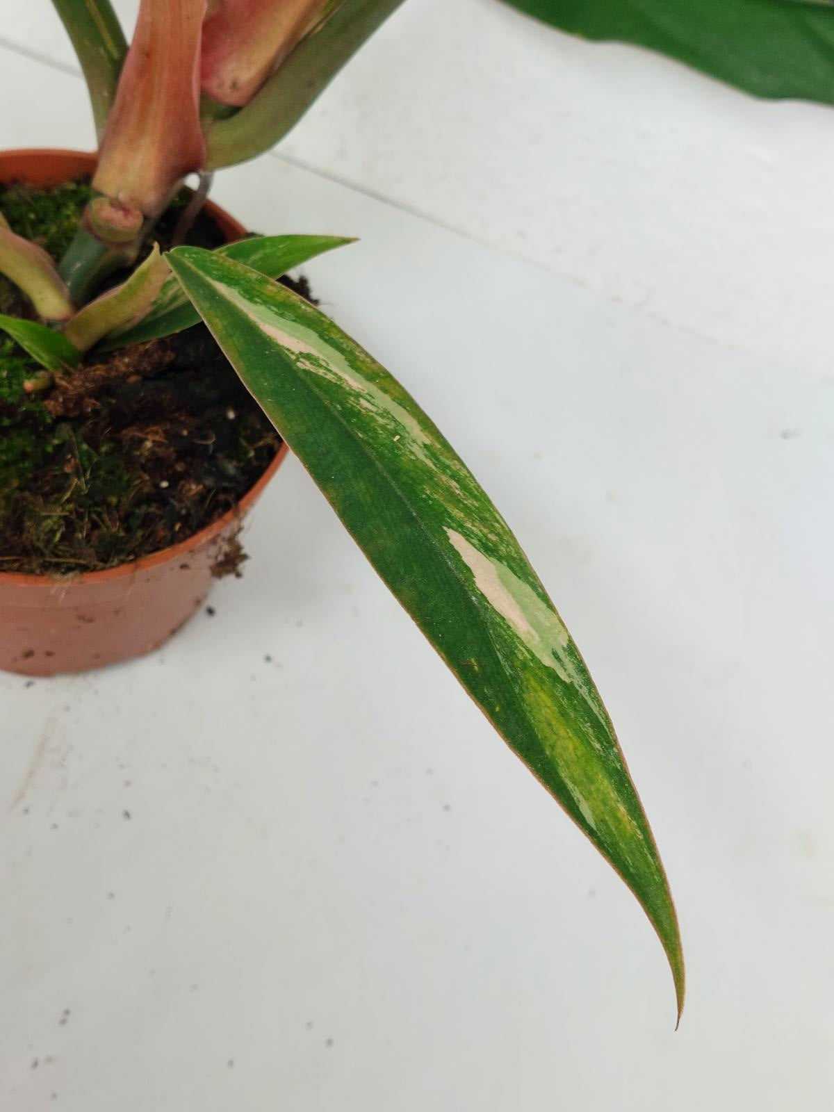 Philodendron Caramel Marble Variegata