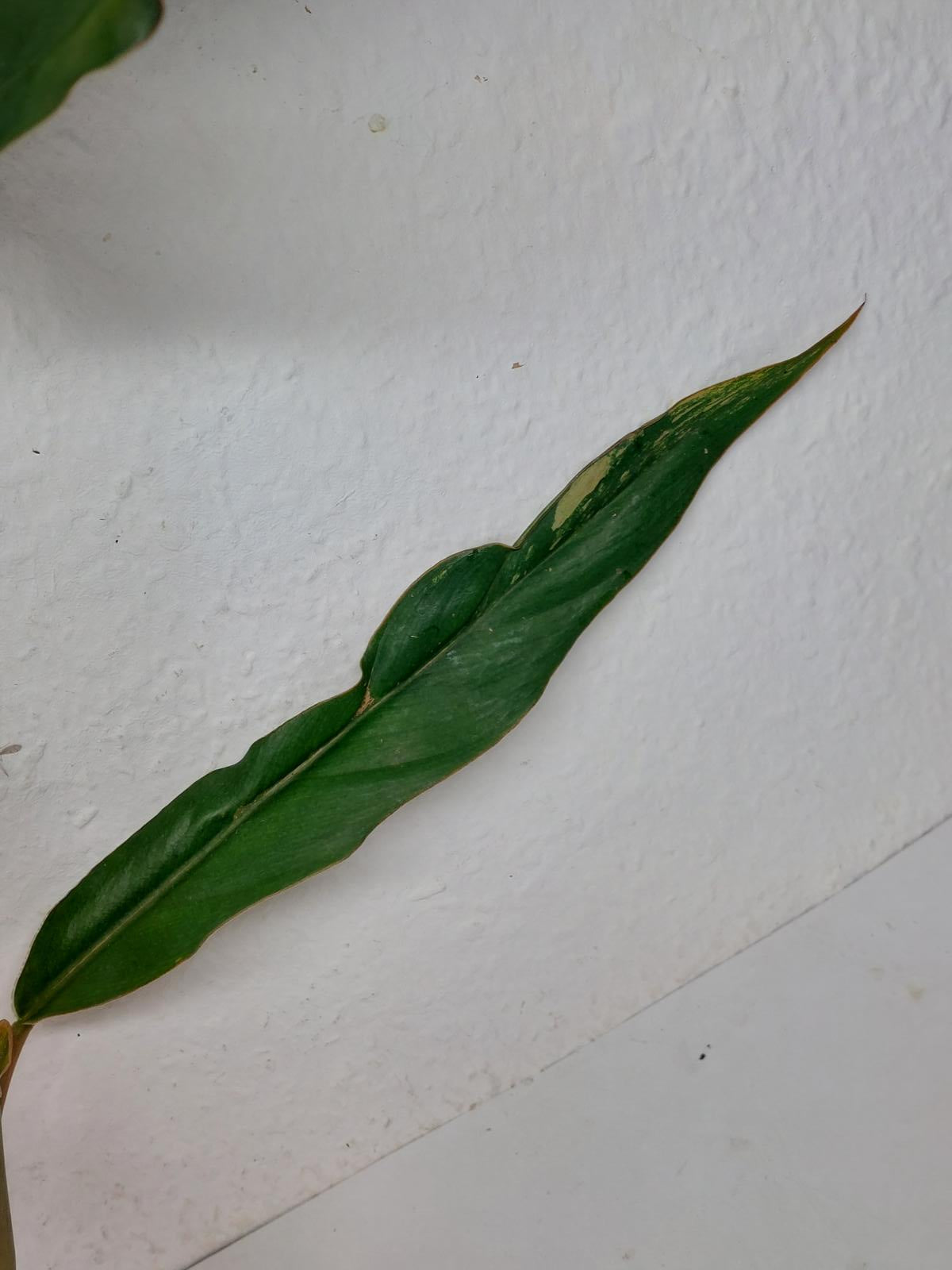 Philodendron Caramel Marble Variegata