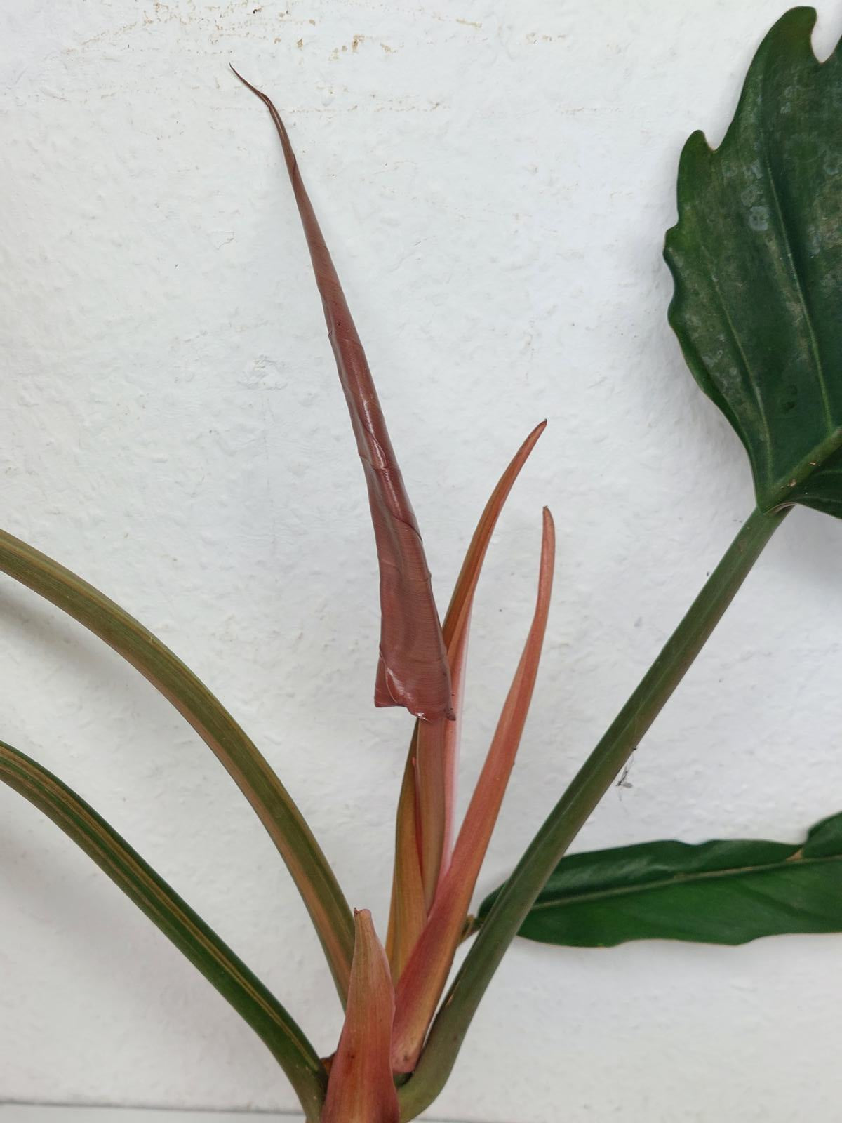 Philodendron Caramel Marble Variegata