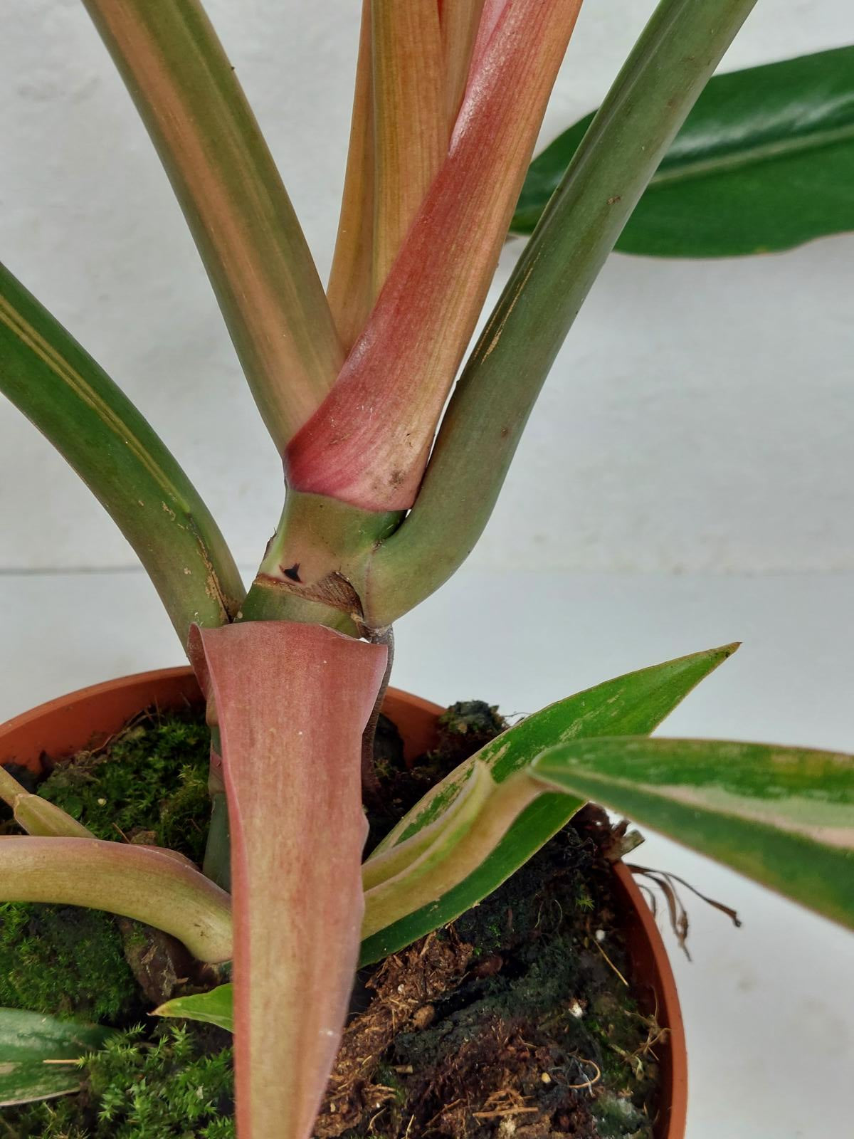 Philodendron Caramel Marble Variegata